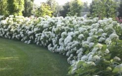Annabelle Hydrangea - 3 Gallon Pot 13 Annabelle Hydrangea - 3 Gallon Pot -Wilson Bros Gardens Plant Sales Store Hydrangea Annabelle Hedge 1