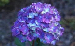 Bloomstruck Endless Summer Hydrangea - 1 Gallon Pot -Wilson Bros Gardens Plant Sales Store Hydrangea Bloomstruck Bloom