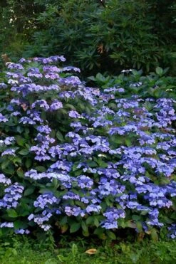 Blue Wave Lacecap Hydrangea - 3 Gallon Pot -Wilson Bros Gardens Plant Sales Store Hydrangea Blue Wave 1