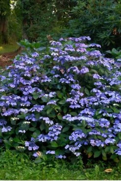 Blue Wave Lacecap Hydrangea - 3 Gallon Pot -Wilson Bros Gardens Plant Sales Store Hydrangea Blue Wave 3