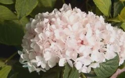 Blushing Bride Endless Summer Hydrangea - 1 Gallon Pot -Wilson Bros Gardens Plant Sales Store Hydrangea Blushing Bride 2