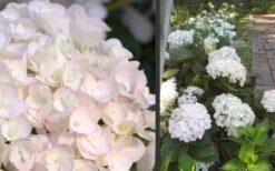 Blushing Bride Endless Summer Hydrangea - 1 Gallon Pot -Wilson Bros Gardens Plant Sales Store Hydrangea Blushing Bride
