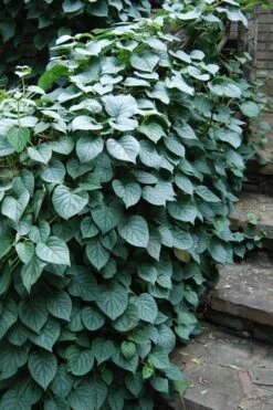 Moonlight Climbing Hydrangea - 1 Gallon Pot -Wilson Bros Gardens Plant Sales Store Hydrangea Climbing Moonlight 2