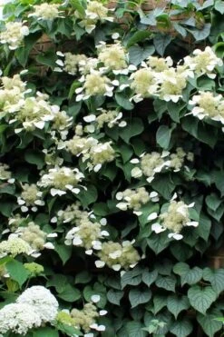 Moonlight Climbing Hydrangea - 1 Gallon Pot -Wilson Bros Gardens Plant Sales Store Hydrangea Climbing Moonlight 3