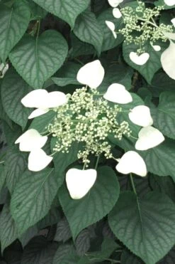 Moonlight Climbing Hydrangea - 1 Gallon Pot -Wilson Bros Gardens Plant Sales Store Hydrangea Climbing Moonlight 5