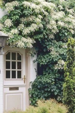 Moonlight Climbing Hydrangea - 1 Gallon Pot -Wilson Bros Gardens Plant Sales Store Hydrangea Climbing Petiolaris 17