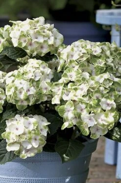 Everlasting Noblesse Hydrangea - 3 Gallon Pot 8 Everlasting Noblesse Hydrangea - 3 Gallon Pot -Wilson Bros Gardens Plant Sales Store Hydrangea Everlasting Noblesse 1