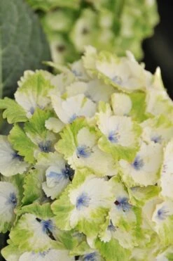 Everlasting Noblesse Hydrangea - 3 Gallon Pot 9 Everlasting Noblesse Hydrangea - 3 Gallon Pot -Wilson Bros Gardens Plant Sales Store Hydrangea Everlasting Noblesse 3