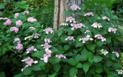 Lady In Red Hydrangea - 3 Gallon Pot -Wilson Bros Gardens Plant Sales Store Hydrangea Lady In Red Bloom