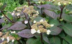 Lady In Red Hydrangea - 3 Gallon Pot -Wilson Bros Gardens Plant Sales Store Hydrangea Lady In Red Budded