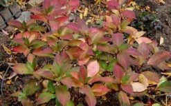 Lady In Red Hydrangea - 3 Gallon Pot -Wilson Bros Gardens Plant Sales Store Hydrangea Lady In Red Fall Foliage Leaf Color