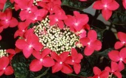 Lady In Red Hydrangea - 3 Gallon Pot -Wilson Bros Gardens Plant Sales Store Hydrangea Lady In Red Flower Closeup