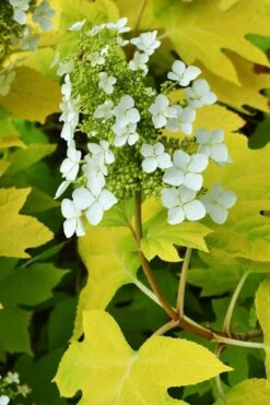 Little Honey Oakleaf Hydrangea - 1 Gallon Pot -Wilson Bros Gardens Plant Sales Store Hydrangea Little Honey 3