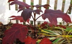 Ruby Slippers Dwarf Oakleaf Hydrangea - 7 Gallon Pot -Wilson Bros Gardens Plant Sales Store Hydrangea Oakleaf Ruby Slippers Fall Foliage Color
