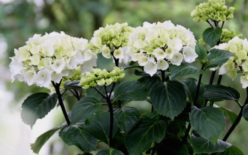 Zebra Hydrangea - 1 Gallon Pot 7 Zebra Hydrangea - 1 Gallon Pot - Image 7