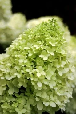 Limelight PeeGee Hydrangea - Single Trunk Topiary Tree - 5 Gallon Pot 8 Limelight PeeGee Hydrangea - Single Trunk Topiary Tree - 5 Gallon Pot -Wilson Bros Gardens Plant Sales Store Hydrangea limelightf BS