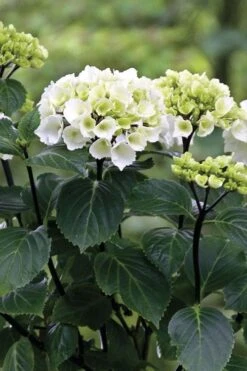 Zebra Hydrangea - 3 Gallon Pot -Wilson Bros Gardens Plant Sales Store Hydrangrea Zebra 11