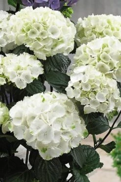 Zebra Hydrangea - 1 Gallon Pot 10 Zebra Hydrangea - 1 Gallon Pot -Wilson Bros Gardens Plant Sales Store Hydrangrea Zebra 12