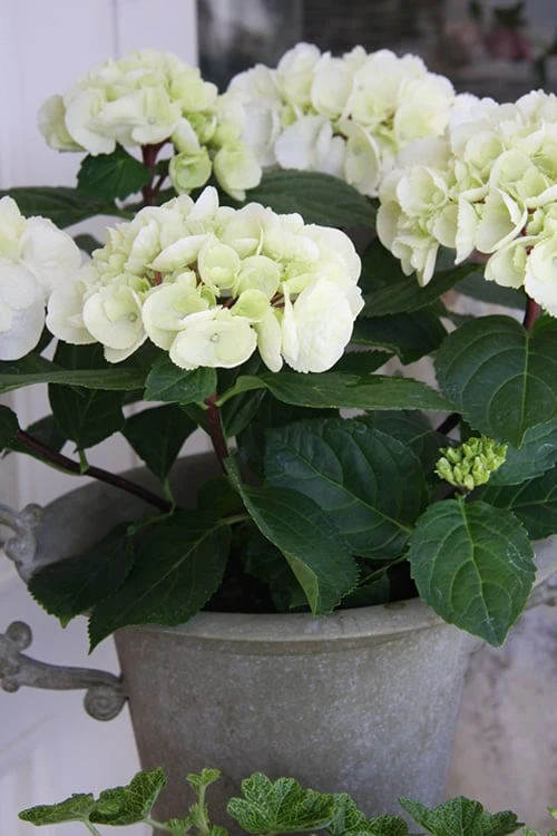 Zebra Hydrangea - 1 Gallon Pot 5 Zebra Hydrangea - 1 Gallon Pot - Image 5