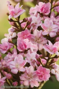 Rosalinda Indian Hawthorn Single Trunk Tree - 7 Gallon Pot (6-7') -Wilson Bros Gardens Plant Sales Store Indian Hawthorne Rosalinda 6