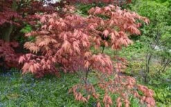 Amber Ghost Japanese Maple - 3 Gallon Pot 8 Amber Ghost Japanese Maple - 3 Gallon Pot -Wilson Bros Gardens Plant Sales Store Japanese Maple Amber Ghost 6