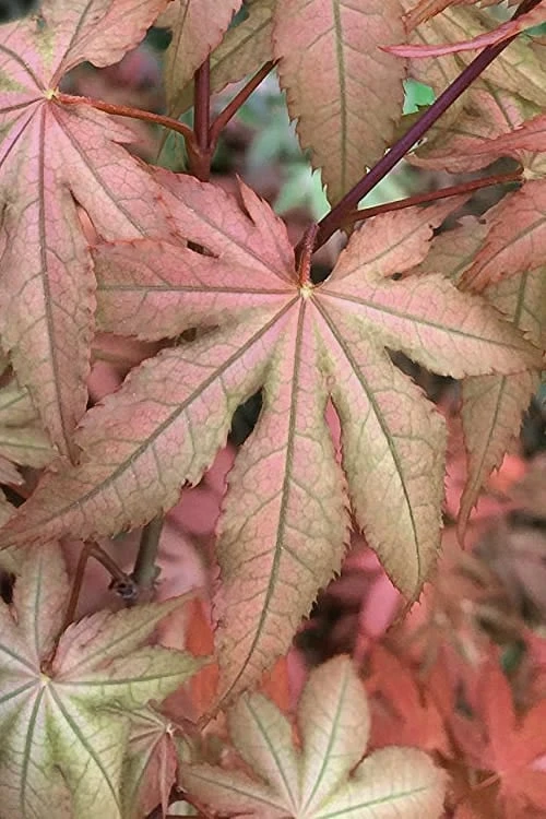 Amber Ghost Japanese Maple - 3 Gallon Pot 1 Amber Ghost Japanese Maple - 3 Gallon Pot
