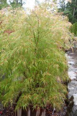 Aoyagi Gawa Strapleaf Japanese Maple - 1 Gallon Pot -Wilson Bros Gardens Plant Sales Store Japanese Maple Aoyagi Gawa 1
