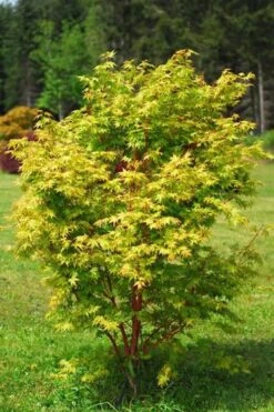 Beni Kawa Coral Bark Japanese Maple - 3 Gallon Pot -Wilson Bros Gardens Plant Sales Store Japanese Maple Beni Kawa 1