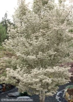 Ukigumo Floating Cloud Ghost Japanese Maple - 7 Gallon Pot 11 Ukigumo Floating Cloud Ghost Japanese Maple - 7 Gallon Pot -Wilson Bros Gardens Plant Sales Store Japanese Maple Okigumo 15