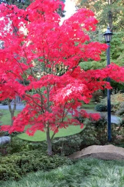New Release 9 Osakazuki Japanese Maple - 1 Gallon Pot