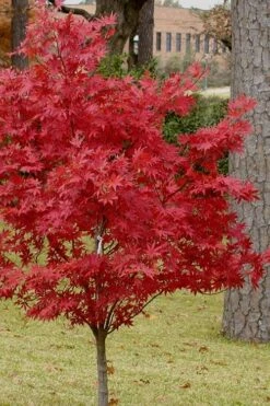 Pixie Dwarf Red Japanese Maple - 3 Gallon Pot 11 Pixie Dwarf Red Japanese Maple - 3 Gallon Pot -Wilson Bros Gardens Plant Sales Store Japanese Maple Pixie Dwarf 10