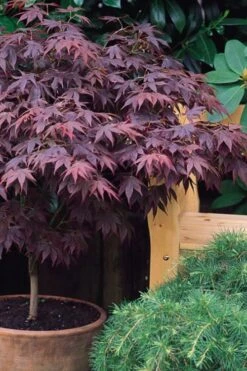 Pixie Dwarf Red Japanese Maple - 3 Gallon Pot 10 Pixie Dwarf Red Japanese Maple - 3 Gallon Pot -Wilson Bros Gardens Plant Sales Store Japanese Maple Pixie Dwarf 6
