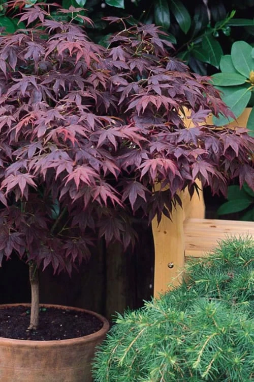 Pixie Dwarf Red Japanese Maple - 3 Gallon Pot 5 Pixie Dwarf Red Japanese Maple - 3 Gallon Pot - Image 5
