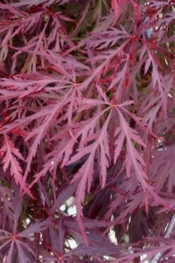 Red Dragon Dwarf Japanese Maple - 3 Gallon Pot -Wilson Bros Gardens Plant Sales Store Japanese Maple Red Dragon 11