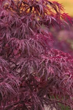 New Release 7 Red Dragon Dwarf Japanese Maple - 3 Gallon Pot