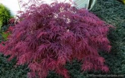 Red Dragon Dwarf Japanese Maple - 1 Gallon Pot -Wilson Bros Gardens Plant Sales Store Japanese Maple Red Dragon 21 1