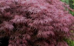 Red Dragon Dwarf Japanese Maple - 3 Gallon Pot -Wilson Bros Gardens Plant Sales Store Japanese Maple Red Dragon 3