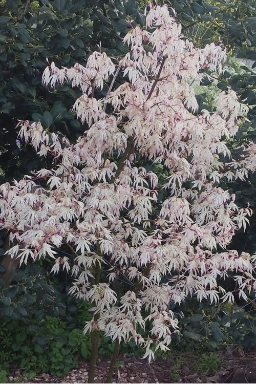 Ukigumo Floating Cloud Ghost Japanese Maple - 7 Gallon Pot 4 Ukigumo Floating Cloud Ghost Japanese Maple - 7 Gallon Pot - Image 4