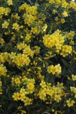 Duet Yellow Jasmine (Jessamine) - 2 Gallon Pot -Wilson Bros Gardens Plant Sales Store Jasmine Duet 5