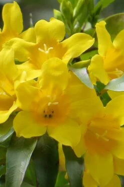 New Release 11 Duet Yellow Jasmine (Jessamine) - 2 Gallon Pot