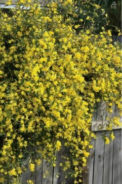 Duet Yellow Jasmine (Jessamine) - 2 Gallon Pot -Wilson Bros Gardens Plant Sales Store Jasmine Duet 8