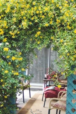 Duet Yellow Jasmine (Jessamine) - 2 Gallon Pot -Wilson Bros Gardens Plant Sales Store Jasmine Duet 9