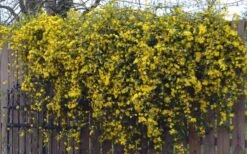 Duet Yellow Jasmine (Jessamine) - 2 Gallon Pot -Wilson Bros Gardens Plant Sales Store Jasmine Duet On Fence