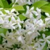 Madison Confederate Jasmine - 6 Pack Of 1 Gallon Pots
