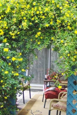 Pride Of Augusta Double Flowering Carolina Jasmine - 2 Gallon Pot -Wilson Bros Gardens Plant Sales Store Jasmine Pride Of Augusta 2