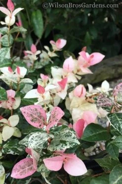 Snow N Summer Asiatic Jasmine - 6 Pack Of 1 Gallon Pots -Wilson Bros Gardens Plant Sales Store Jasmine Snow n Summer 20