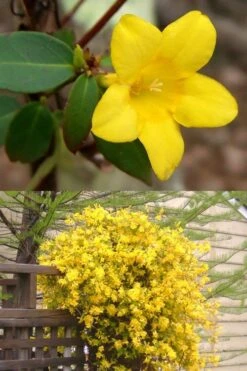 Swamp Carolina Jasmine (Jessamine) - Gelsemium Rankinii - 2 Gallon Pot -Wilson Bros Gardens Plant Sales Store Jasmine rankinii Swamp Jessamine 1
