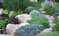 Blue Star Juniper - 2 Gallon Pot -Wilson Bros Gardens Plant Sales Store Juniper Blue Star 14