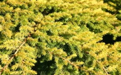 All Gold Golden Pacific Juniper - 2 Gallon Pot -Wilson Bros Gardens Plant Sales Store Juniper Golden Pacific 10 1