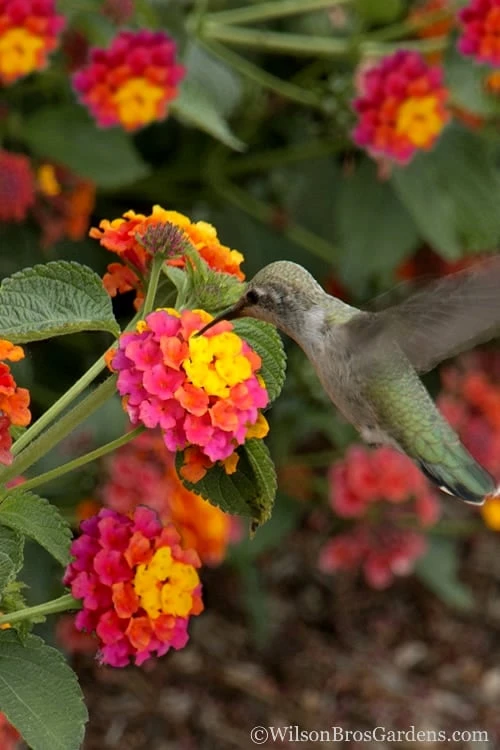 Sonset Hardy Lantana - 5 Pack Of Quart Pots 1 Sonset Hardy Lantana - 5 Pack Of Quart Pots